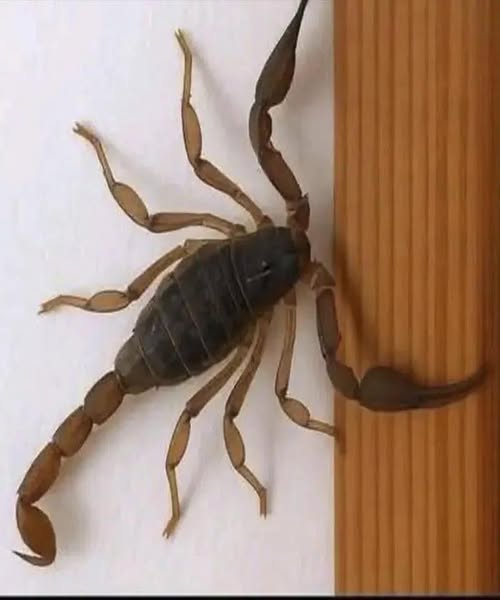 Spiritual Meaning of Scorpions: What Messages Are They Trying to Give You?