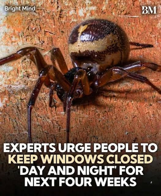 Urgent War.n.ing! Keep Windows Shut to Stop the Most Venomous Spider from Entering Homes