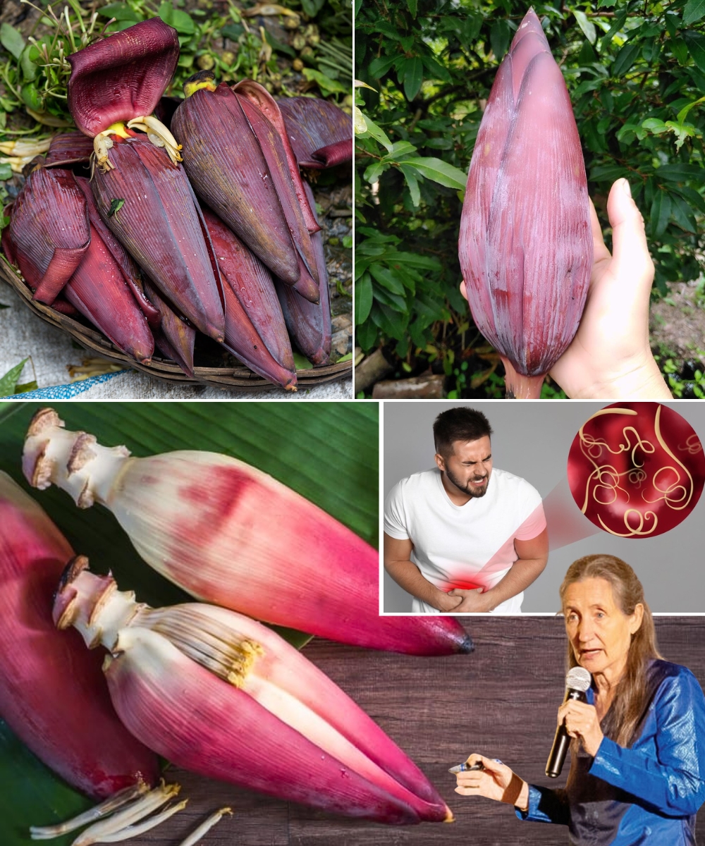 The Hidden Superfood for Vibrant Health After 50: Banana Blossoms 🌸