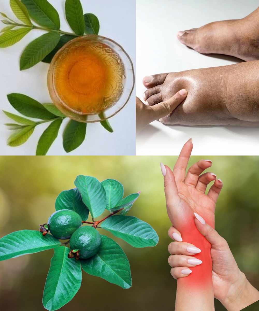 Guava Leaves for Water Retention: A Natural Remedy That Actually Works