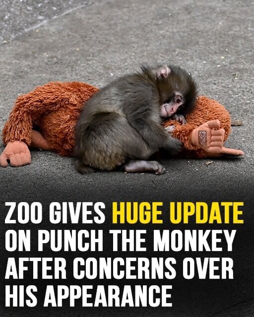 Zoo Updates Baby Monkey