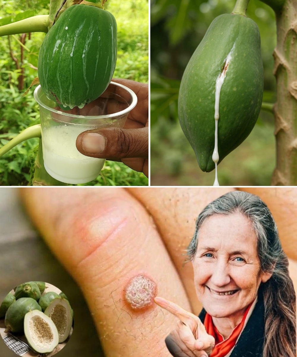 Discover Papaya’s Milky Sap: 9 Hidden Benefits You’re Missing Out On