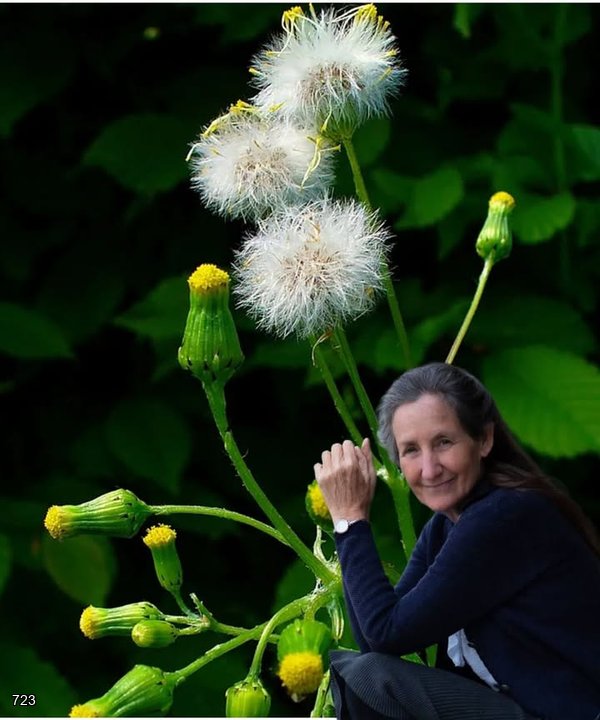 Groundsel: 20 Incredible Health Benefits of This Humble Herb