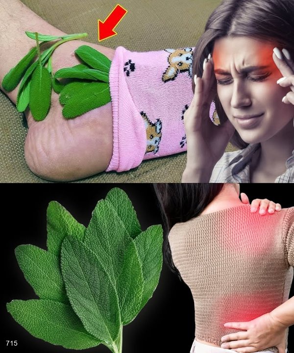 Sage in Socks: A Time-Honored Natural Remedy for Pain Relief and Clarity