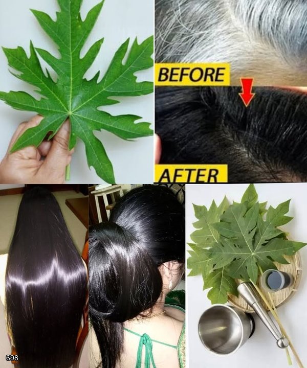 Turn White Hair to Black Hair Naturally and Grow Long Hair with Papaya Leaves Overnight