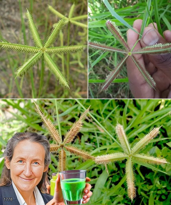 7 Incredible Ways Crowfootgrass Can Improve Your Health