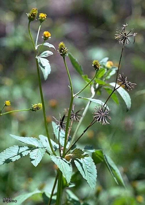 Black Jack (Bidens pilosa) – Health Benefits You Should Know