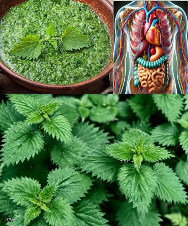 Nettle: Unveiling the Hidden Wonders of Urtica dioica