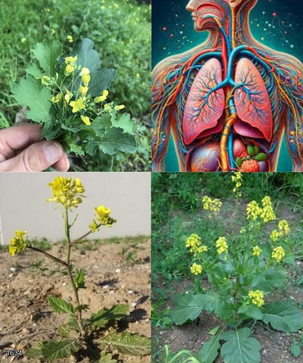 Wild Mustard: Uses and Benefits
