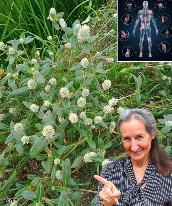 A Powerful Herbal Remedy for Pain Relief, Inflammation, and Gout