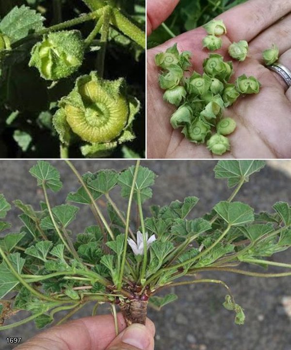 Malva Neglecta and Malva Sylvestris: The Healing Power of Common and High Mallow