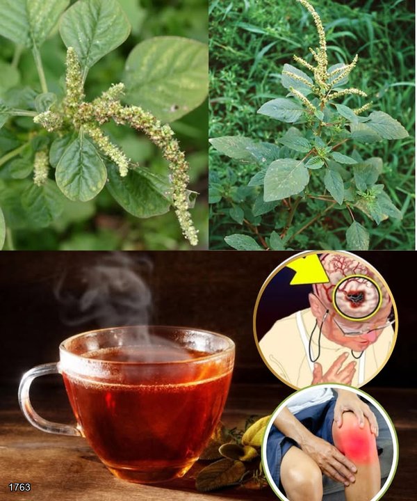 The Overlooked Superfood That Could Transform Your Health