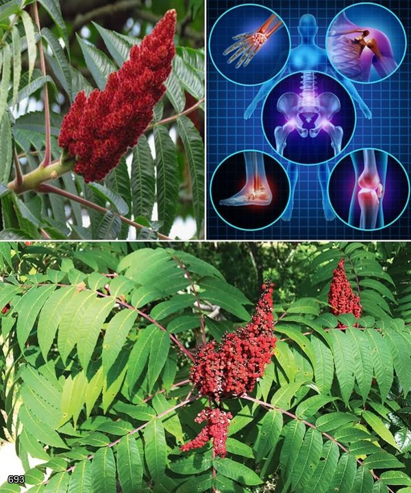 Sumac: 15 Remarkable Health Benefits of the Vibrant Red Spice