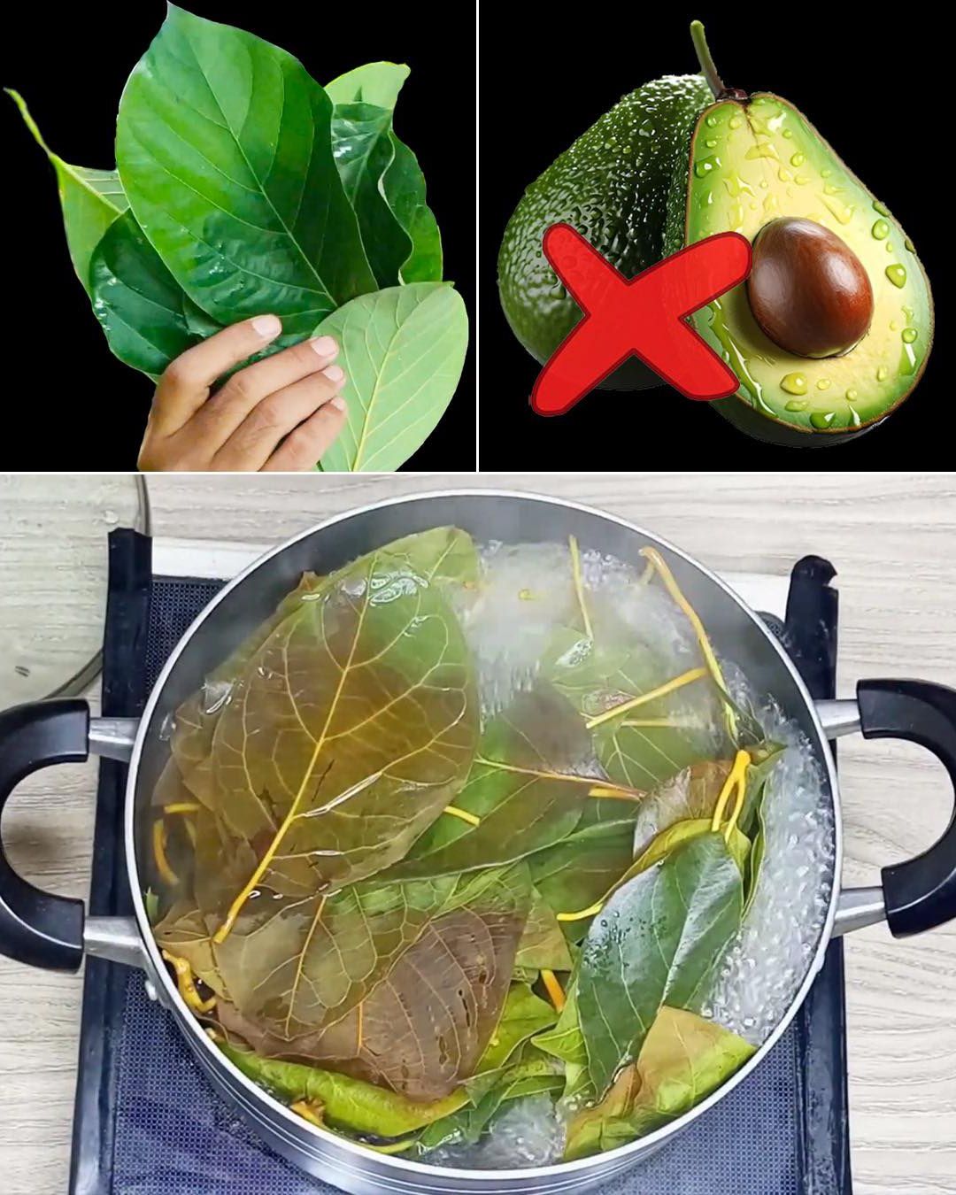 Avocado Leaves: 30 Gentle Ways This Overlooked Leaf Supports Your Health
