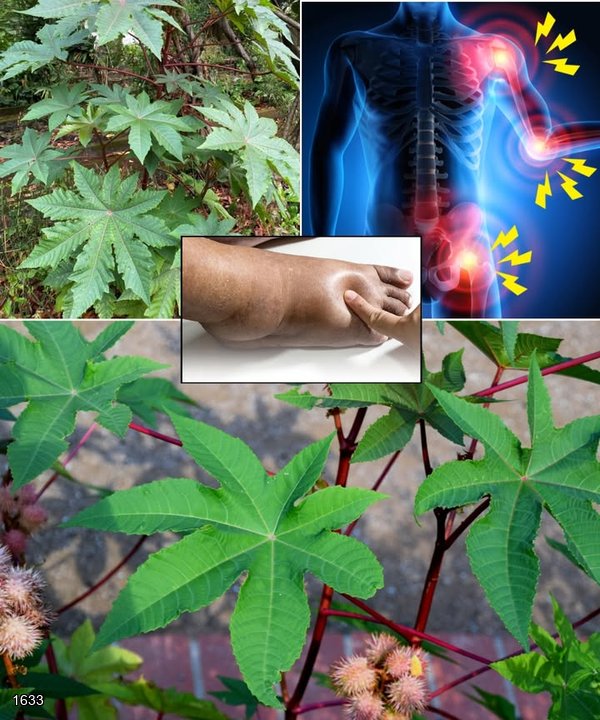 10 Powerful Benefits of Castor Leaves You Probably Didn’t Know About