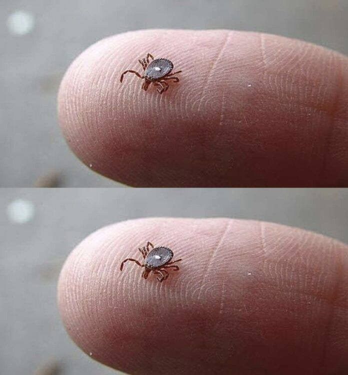 The Tick With the White Spot: What Parents Should Know After Finding One