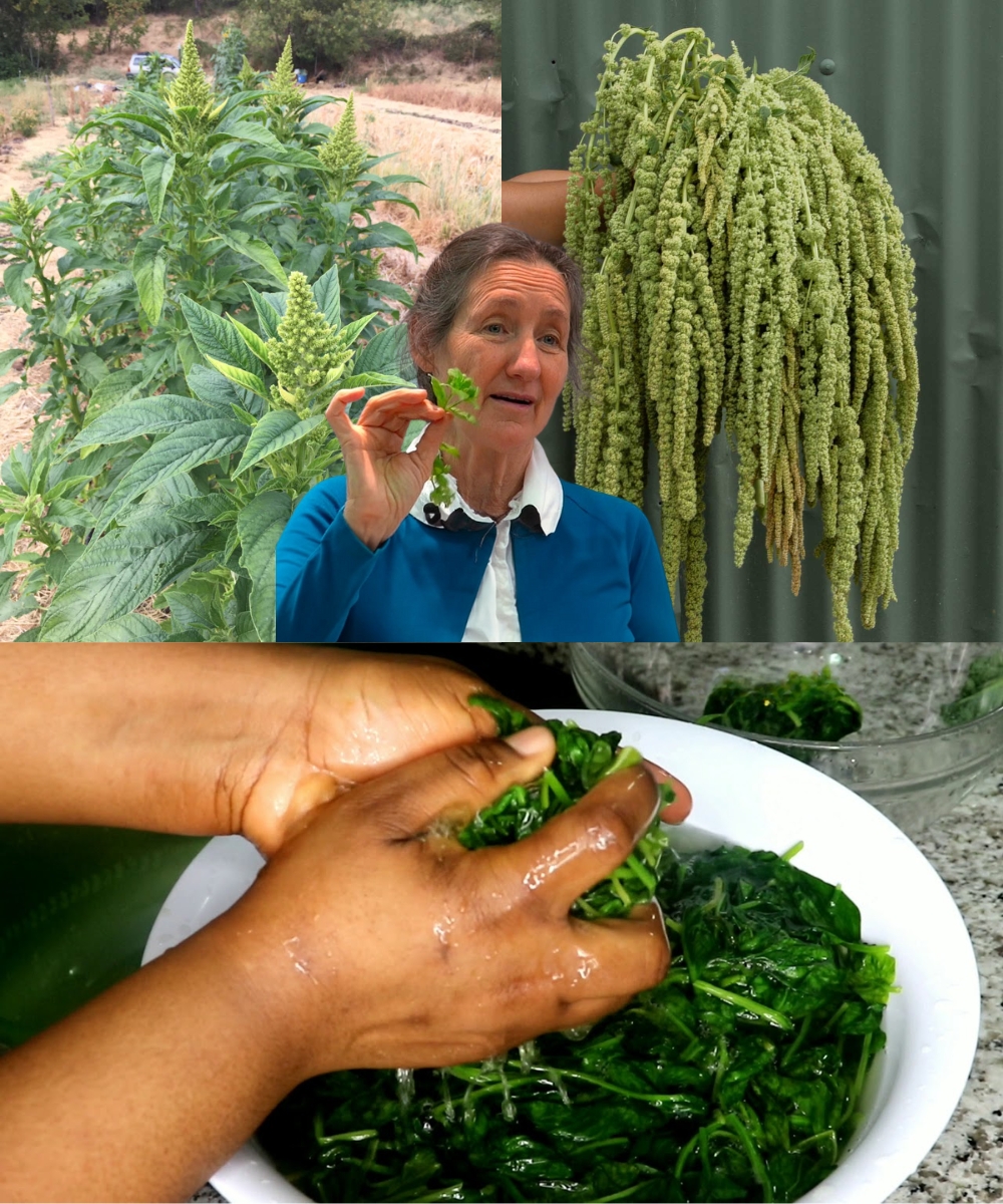 Amaranth Unveiled: The Ancient Superfood That’s About to Transform Your Health