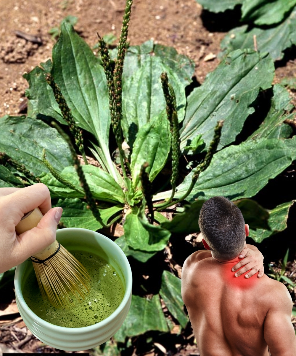 The Health Benefits and Uses of Broadleaf Plantain (Plantago major)