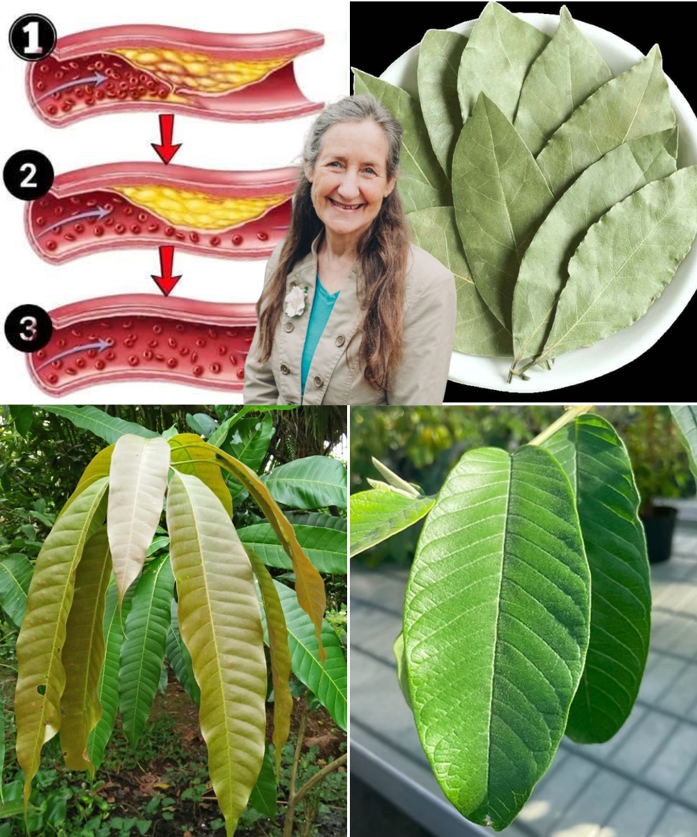 The four medicinal leaves: Avocado leaves, mango leaves, bay leaves, and guava leaves