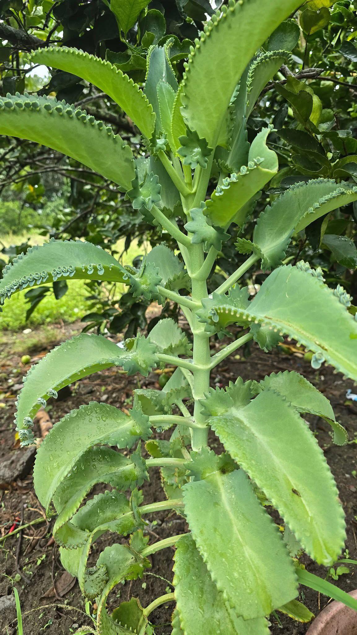 Kalanchoe: Uses and Medicinal Properties