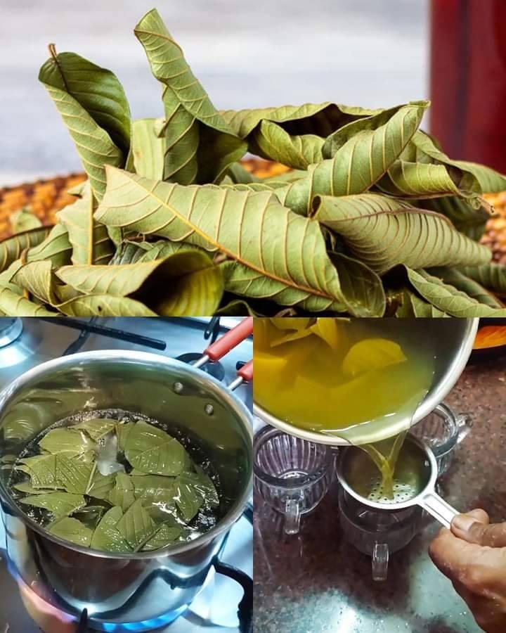 Discover the unknown about guava leaves.