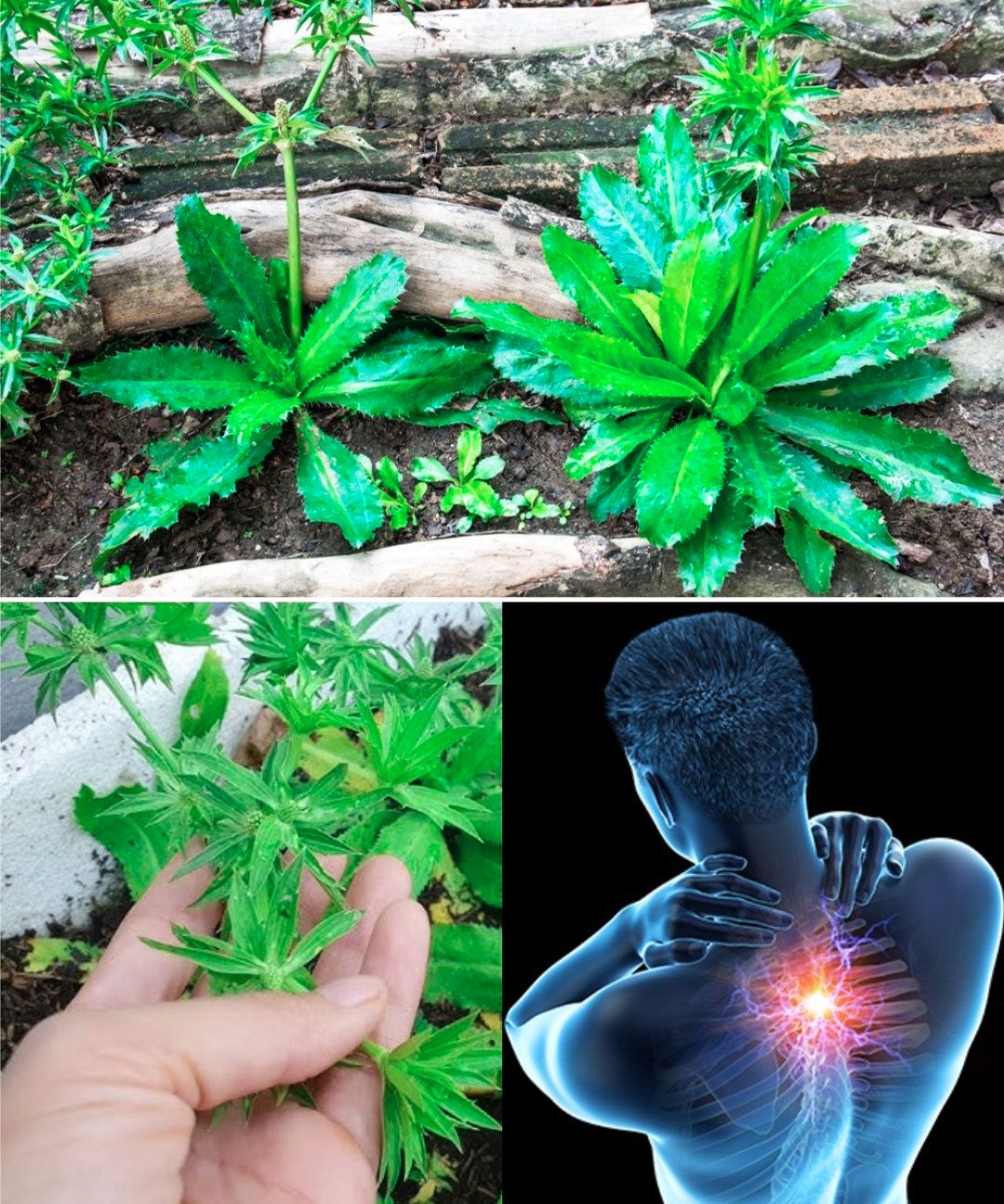 Culantro: A Stronger Cousin of Cilantro with Surprising Healing Power