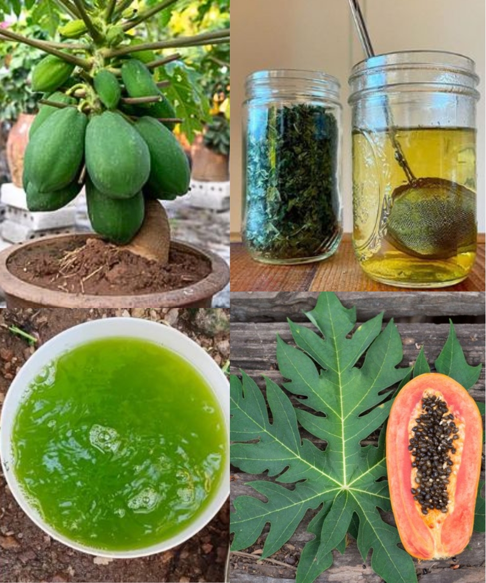 Papaya Leaves: Nature’s Overlooked Superleaf for Better Health
