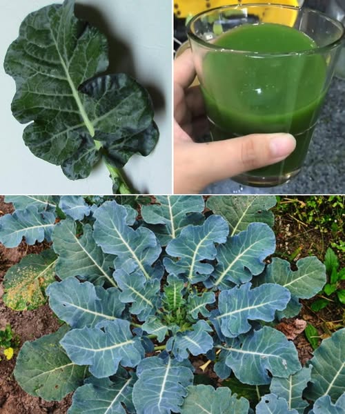 Broccoli Leaves: The Hidden Superfood in Your Kitchen