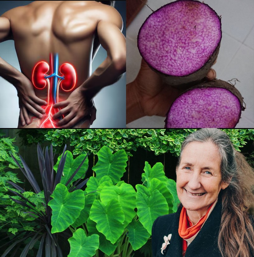 Taro Root: The Ancient Superfood Transforming Health and Sustainability