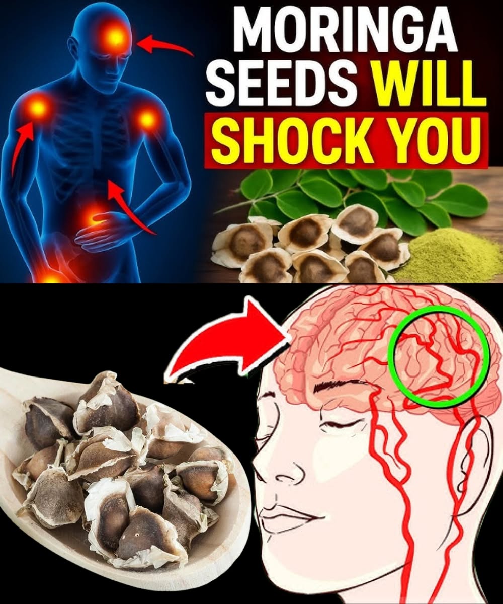 12 Moringa Seed Benefits You'll Never Hear from Your Doctor (But You Should Know)