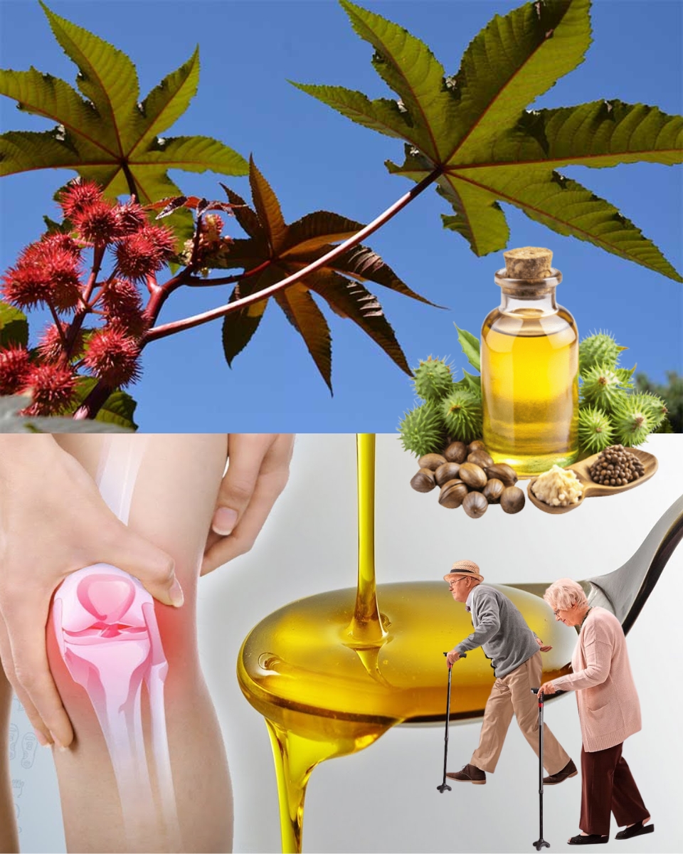 Castor Oil: A Natural Treasure for Comfort, Care, and Everyday Wellness