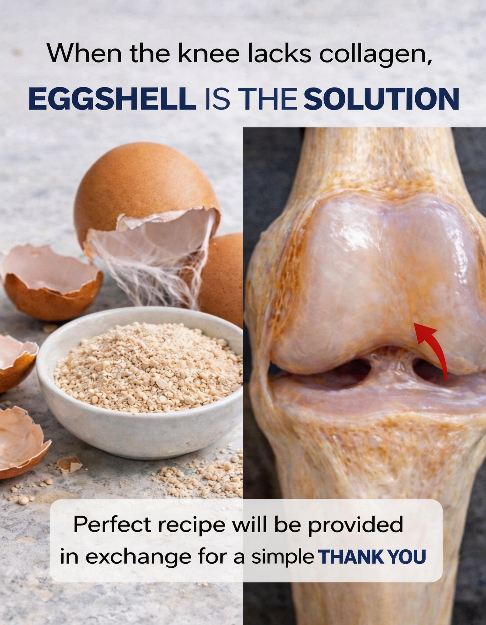 Eggshell for Knee Collagen: Can It Really Help Joint Pain?