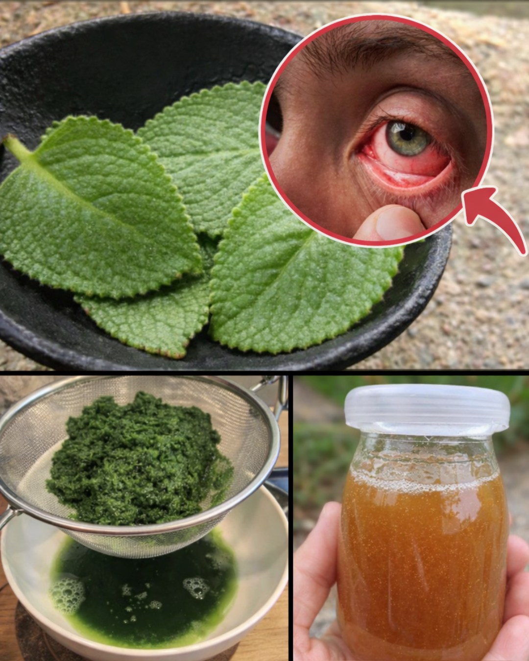 Exploring the Traditional Uses of Cuban Oregano: A Guide to Supporting Eye Health Naturally