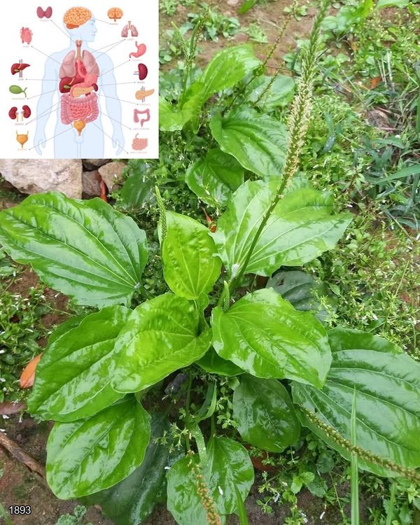 Effective Remedies Using Plantain