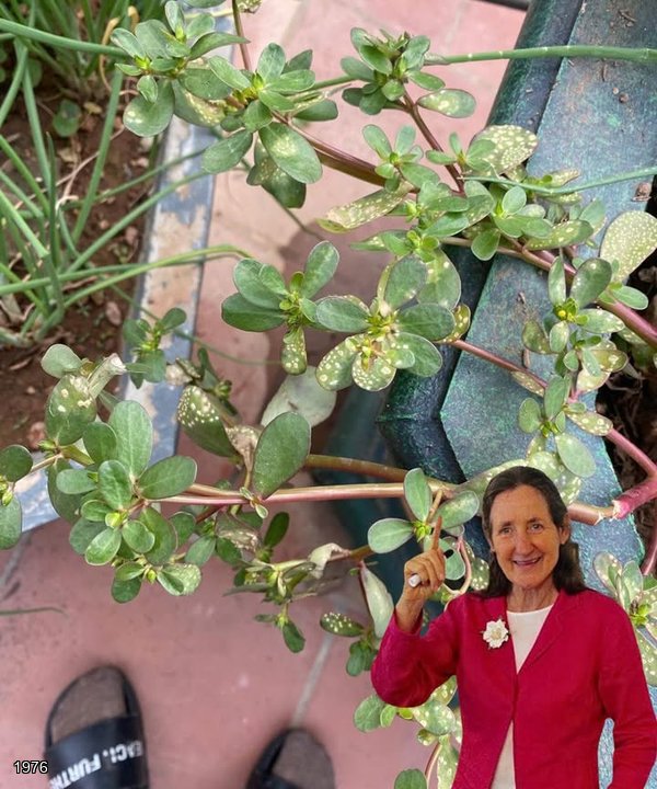 17 Incredible Health Benefits of Purslane (Portulaca oleracea)