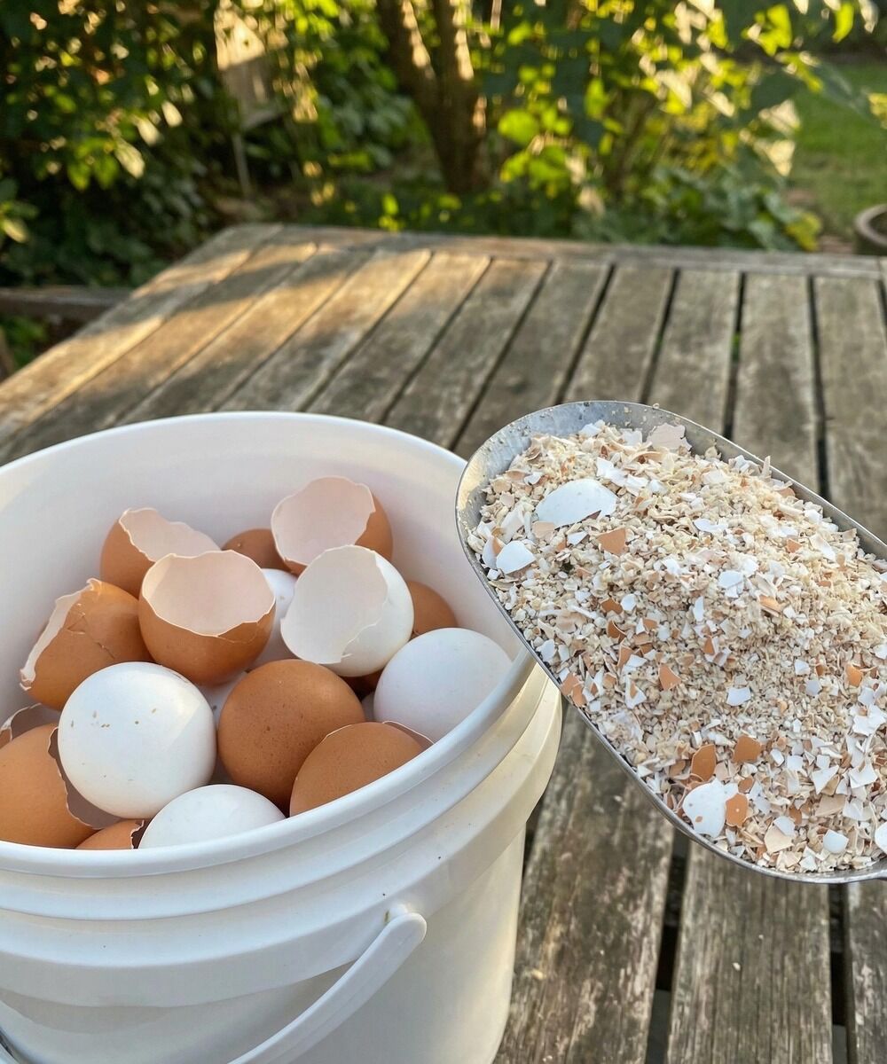 The Hidden Gold in Your Kitchen: Why Eggshells Are a Gardener’s Best Friend.