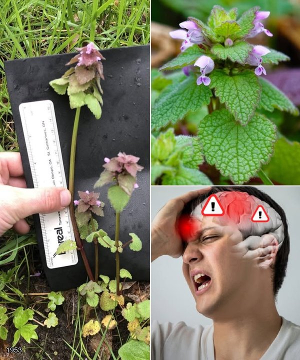 Purple Deadnettle: Nature’s Overlooked Superfood and Healing Herb