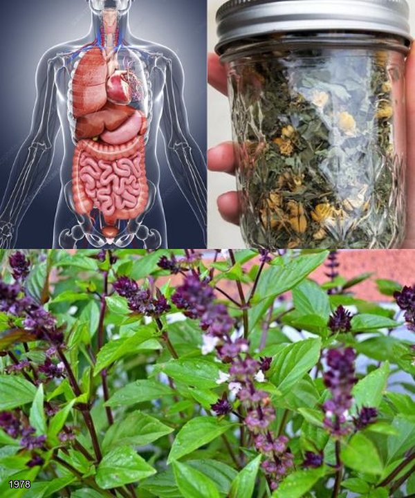 13 Creative Uses for Basil Flowers: Culinary, Medicinal, and More