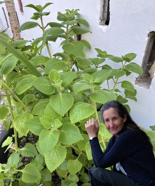 The Garden Treasure with 12 Health Benefits