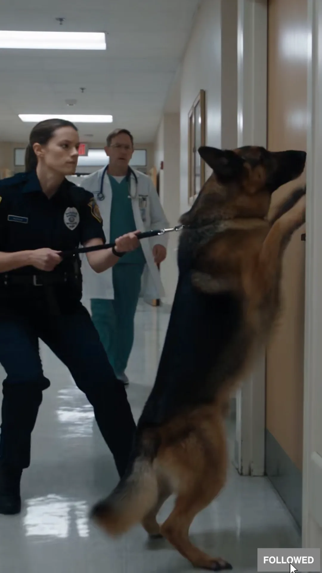 The K9 That Wouldn’t Leave Room 207