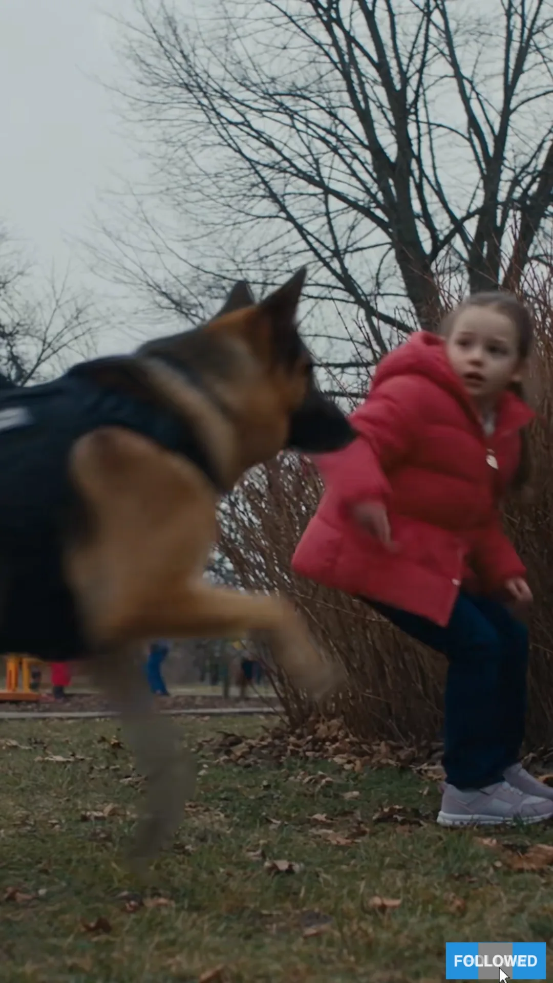 The K9 Knocked a Little Girl Down—Then Everyone Saw What Was Hiding in the Bushes