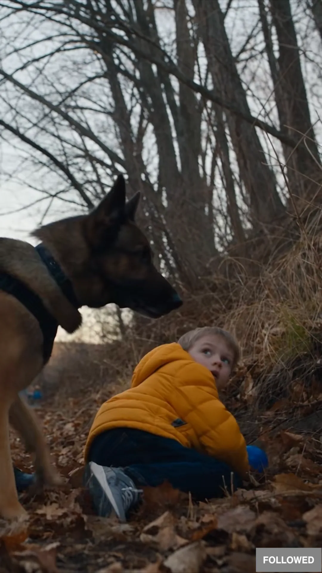The K9 Knocked a Boy Down—Then Everyone Saw What Was Hiding in the Bushes