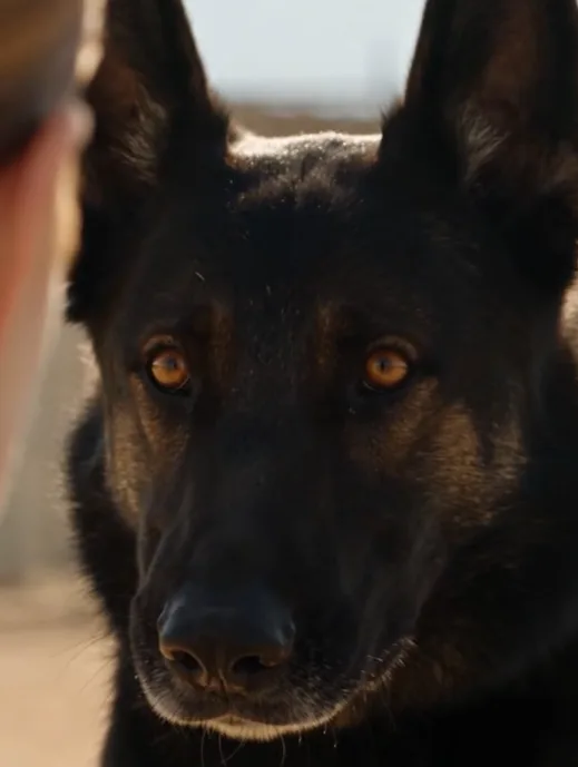 They Ordered the Dog Destroyed Before Sunset. Then He Recognized the One Person Who Was Never Supposed to Know the Truth.006